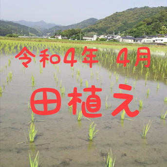 高知県産 令和4年産 コシヒカリ玄米10㎏(袋込み) 10㎏ 米・穀物/玄米通販