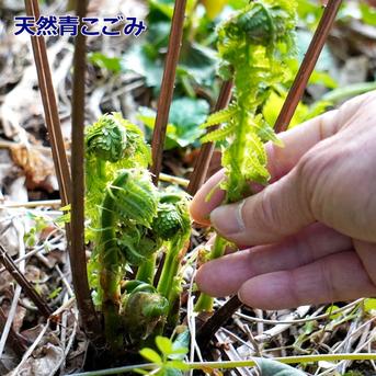 食品 【朝採れ】天然こごみ 山直送 新潟県産 無農薬 春の味覚 5キロ
