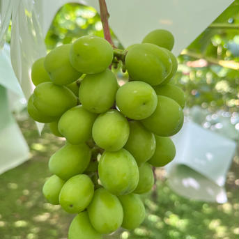 本当に家で食べるシャイン粒 ぶどう300gパックを4セット 果物/ぶどう通販