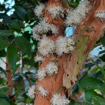 実付❗️12ジャボチカバ　サバラ四季咲　耐寒性フルーツ 実付❗️12ジャボチカバ サバラ四季咲 耐寒性フルーツ