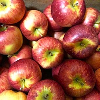 PICO PICO あらいぐまリンゴ あらいきりこ_Kiriko Arai | えらばれなかったキツネ | Instagram