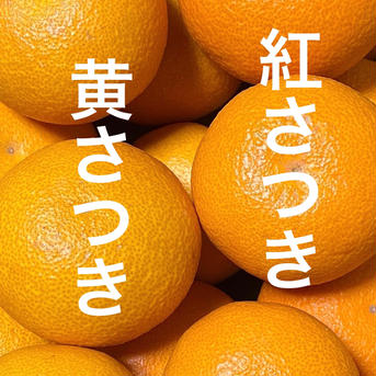 木成り八朔“さつき“【４月発送】 【黄のみ】正味2kg 果物/オレンジ・その他みかん通販