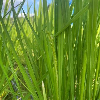 キヌヒカリ玄米10kg 橙心 令和7年度産 淡路島からの新米キヌヒカリ