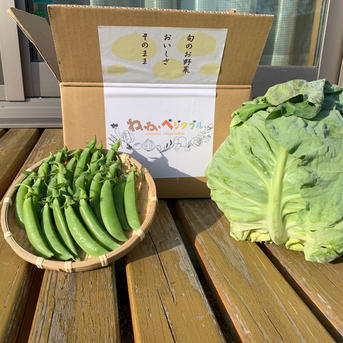 今が旬のお野菜ペアセット 春キャベツ1玉、スナップエンドウ150㌘ 野菜/野菜セット・詰め合わせ通販