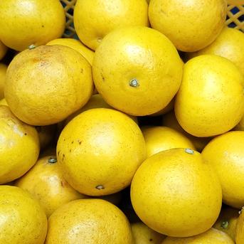農家直送 香り抜群！ジューシー文旦 訳あり8kg ｜ 果物/オレンジ 