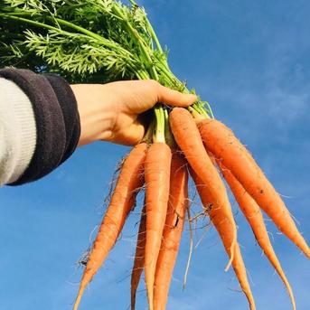 [冷蔵便]7つのお任せ野菜×2倍量！農薬・化学肥料不使用の野菜セット🥬 7つのお任せ×2倍量 野菜/野菜セット・詰め合わせ通販