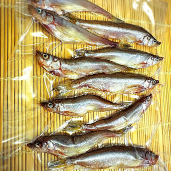 北海道産天然甘塩一夜干しししゃも10尾2セット ｜ 魚介類/ししゃも