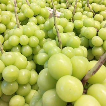 夏ギフト🍇山梨県産✨朝採れシャインマスカット🍇 | 果物/ぶどう 産直