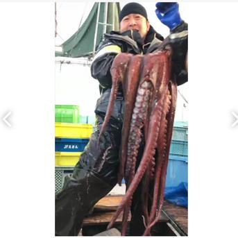 食べ応え抜群の太いタコ足   1.2キロ レア茹タコ足 1本1.2キロ 魚介類/タコ通販