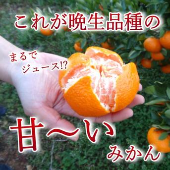 晩生みかんの旨さたっぷり！超熟みかん「熟太郎（じゅくたろう）」 お