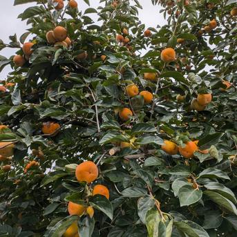 渋柿 平核無柿5.5kg 20~25個 | 果物/柿 産直アウル 農家から直接野菜