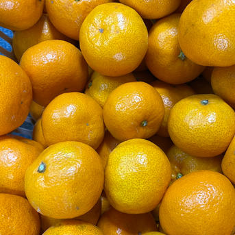 宮川早生みかん 10kg(箱込) 大玉のみ | 果物/温州みかん 産直アウル