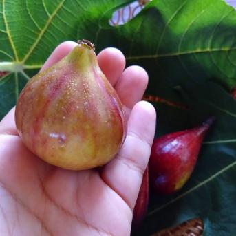 【ご予約販売★限定価格】希少イチジク2種セット【農薬・除草剤・化学肥料不使用】和歌山県産 里山のいちじく　1パック（6個入り）　 果物/いちじく通販