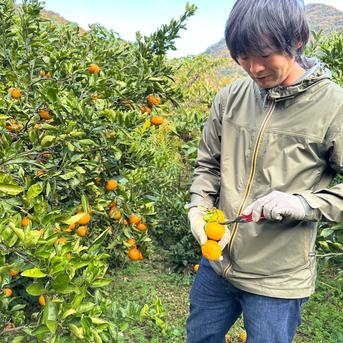 ジューシー！島風みかん🍊【農薬不使用】10キロ愛媛県大三島産 | 果物