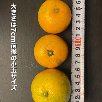 極早生　小玉　有田みかん　3キロ　和歌山　2s 産地直送 3kg 果物/温州みかん通販