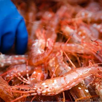 噴火湾産秋のボタンエビ卵もち500g 500g 魚介類/エビ通販