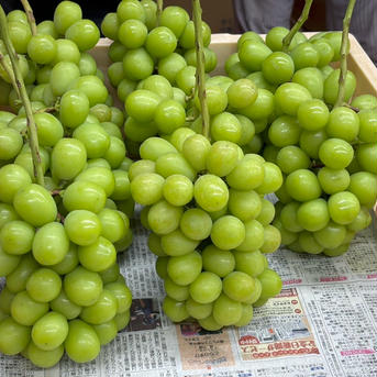 【クール便】山梨県産ぶどう【シャインマスカット】3kg〜3.4kg前後(5〜7房) 種なし 3kg 果物/ぶどう通販