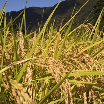 お米　５kg 5kg 米・穀物/米/精米通販