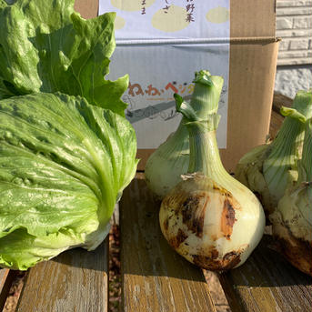 淡路島のレタス🥬と新玉ねぎセット🧅！レタス4玉、新玉ねぎ5kg レタス4玉、新玉ねぎ5kg 野菜/野菜セット・詰め合わせ通販