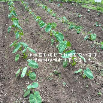 サトイモ『土垂』(4KG) ミックスサイズ ｜ 野菜/里いも 産直アウル