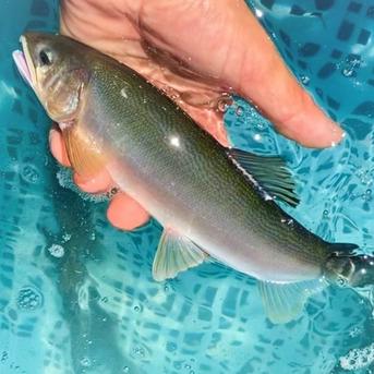 【特大！】一日１個限り！その日一番大きい「信州あゆ」生鮮 10尾 魚介類/川魚通販