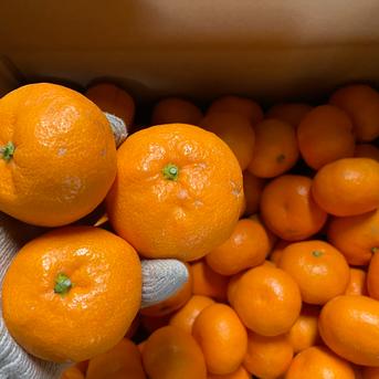 【精品】南柑２０号５kg 5kg 果物/温州みかん通販
