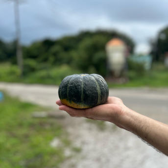 北海道産坊ちゃんかぼちゃ12玉 ｜ 野菜/かぼちゃ 産直アウル 農家