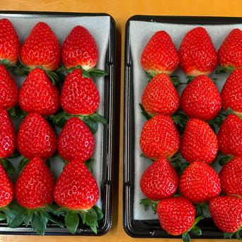 埼玉県プレミアムいちご あまりん&かおりん食べ比べセット 5箱 値下げ】あまりん・かおりん食べ比べ2パック(500g) ｜ 果物/いちご