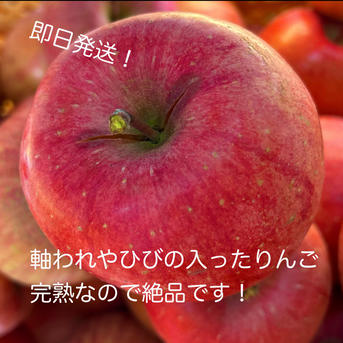 フードロスにご協力ください‼️山形県産サンふじ【訳あり5キロ