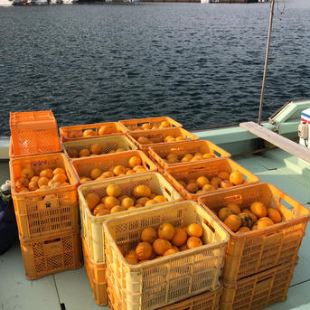 農薬不使用 自然栽培 うぶ柑(甘夏) 9kg 9kg 果物/オレンジ・その他みかん通販