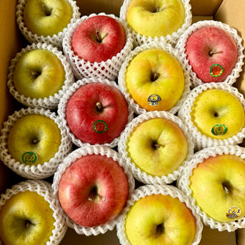 りんご詰め合わせセット | 果物/りんご 産直アウル 農家から直接野菜