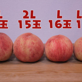 家庭用】長野県産 “あかつき” 桃 10kg（5kg×2箱） ｜ 果物/もも 産直