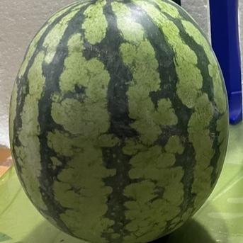 兵庫産　夏武輝　大玉スイカ　6400g 訳あり ６４００ｇ 果物/スイカ通販