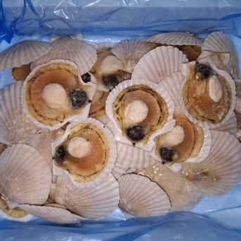 北海道噴火湾産ホタテ稚貝生冷凍３kg詰め(片貝) ホタテ稚貝３kg　(135～150枚) 魚介類/ホタテ通販