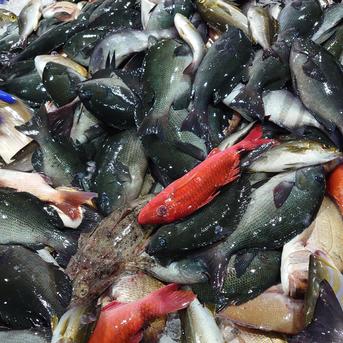 長崎近海産旬の地魚お任せ詰め合わせ（梅） 3kg 魚介類/魚介セット・詰め合わせ通販