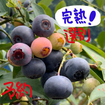 選別済生完熟ブルーベリー200g×3パック 200g×3パック 果物/ベリー類通販