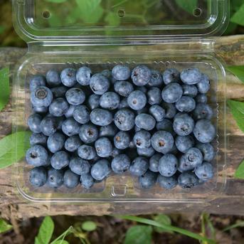 冷凍ブルーベリー 4kg 群馬県産 冷凍ブルーベリー 4kg 群馬県産 冷凍ブルーベリー 4kg 群馬県産