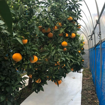 まどんな 家庭用 箱込み10キロ（5キロ箱×2箱） | 果物/オレンジ