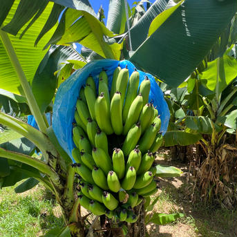 バナナちゅら/bananachura M〜Lサイズ　2kg（約11〜13本） 果物/バナナ通販