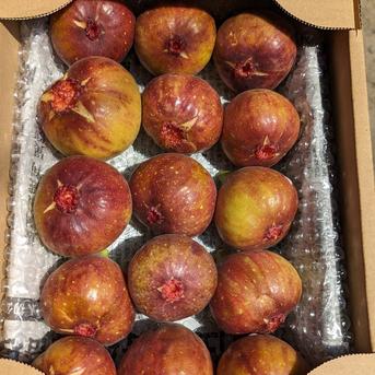 【今だけ200円引き】福岡県限定生産・じぃじのいちじく（とよみつひめ 1.5kg １3〜20個） とよみつひめ約1.5kg 果物/いちじく通販