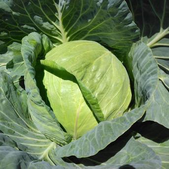 高原キャベツ６玉セット キャベツ６玉 野菜/キャベツ通販