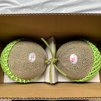父の日のプレゼントにも！　期間限定！今が旬！一箱5kg　肥後グリーンメロン　６L  秀品 5kg 果物/メロン通販