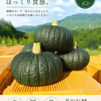 阿蘇ゴールドパンプキン 手のひらサイズ 1〜1.3キロ ｜ 野菜/かぼちゃ