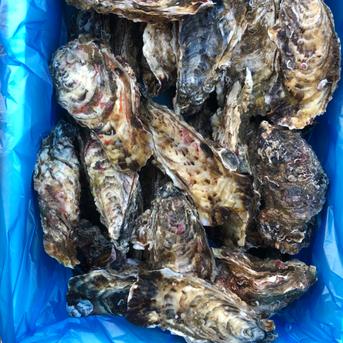 南三陸志津川産　漁師直送　生食可　真牡蠣6kg 　注文受付後水揚げ！ 6kg （kg/6〜9個） 魚介類/牡蠣通販