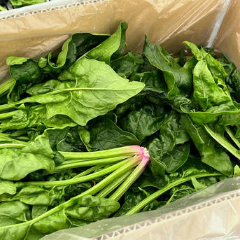 (Mサイズ) 家計応援！[信州産] 大きめ露地ちぢみほうれん草 ちぢみほうれん草80サイズ箱に入るだけ！(3.4kg目安) 野菜/ほうれん草通販