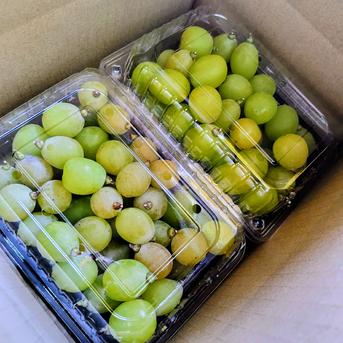 産地直送 シャインマスカット粒パック 1.6kg | 果物/ぶどう 産直