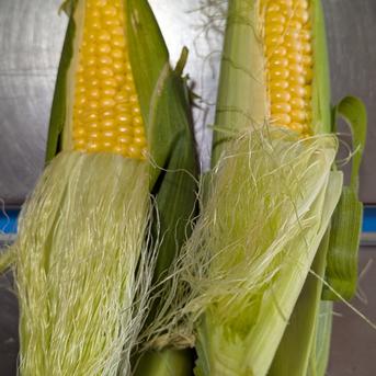 すももと野菜セット スモモ1.5kg、インゲン90g、ピーマン200g、シシトウ140g、トウモロコシ800gの詰め合わせです。 野菜/野菜セット・詰め合わせ通販