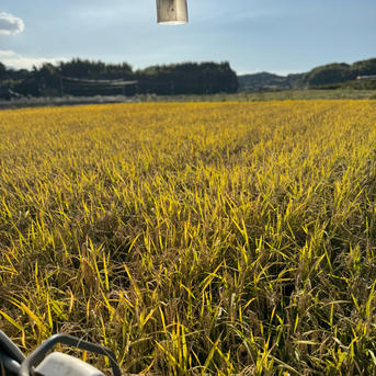 自慢のヒノヒカリ 20kg 精米あり ｜ 米・穀物/米/精米 産直アウル 農家