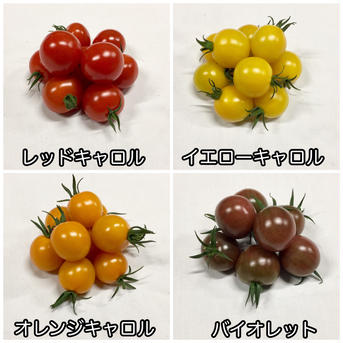 サザキ農園の『丸型ミニトマト』ミックス2kg 2kg 野菜/トマト通販