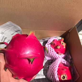 石垣島産『ドラゴンフルーツ』1キロ（赤玉）3〜4個 | 果物/ドラゴン